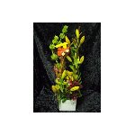Flowers On Johnson - Pic 6