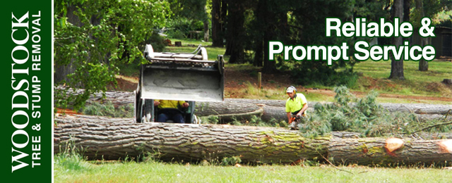 Woodstock Tree & Stump Removal - Promotion 3