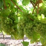 Barry Plant - Pic 7