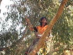 Branching Out Tree Care - Pic 10