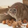 South Gippsland Pest Control - Pic 3