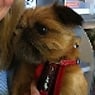 Bondi Junction Veterinary Hospital - Pic 6