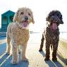 Glenvale Veterinary Clinic - Pic 7