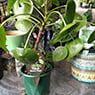 Garden Treasure Yarragon - Pic 5