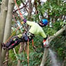 Micks Tree Worx - Pic 4
