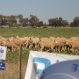 Moses & Son Wool Brokers - Pic 3