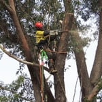 Branching Out Tree Care - Pic 6
