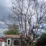 Redback Tree Services - Pic 6