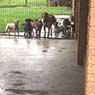 4 Paws B & B Boarding Kennel - Pic 10