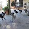 Homebush Boarding Kennels & Cattery - Pic 4