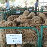 Moses & Son Wool Brokers - Pic 7