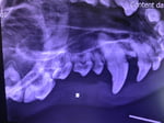 Indigo Veterinary Services - Pic 3