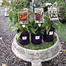 Garden Treasure Yarragon - Pic 3