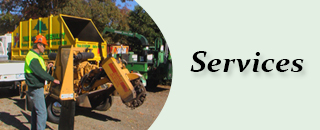Curtis Tree Lopping Specialists - Promotion 2