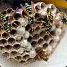 Chambers Pest Solutions - Pic 5