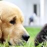 Stawell Veterinary Clinic - Pic 10