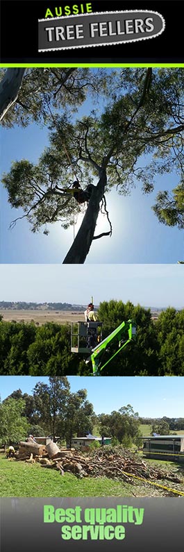 Aussie Tree Fellers - Promotion