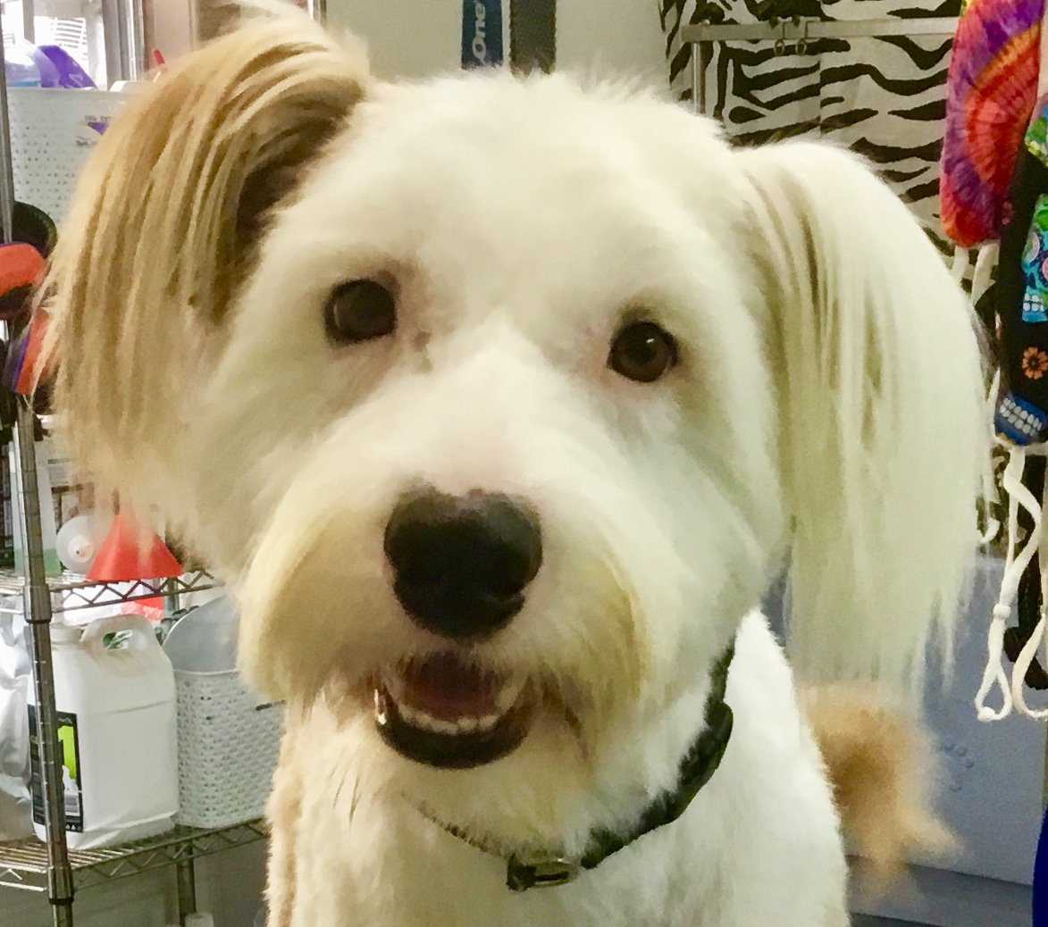 Bubbles Dog Spa & Groom Dog & Cat Clipping & Grooming 1698 Channel