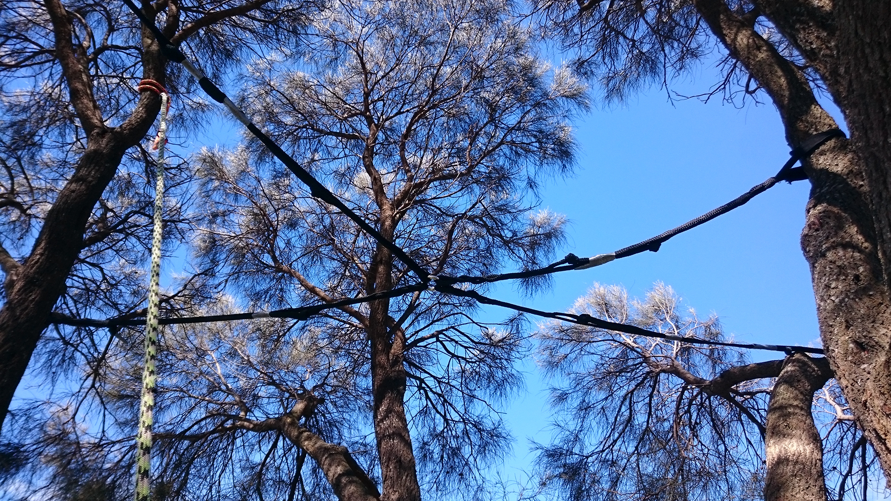 Rock Solid Tree Service Tree & Stump Removal Services Devonport