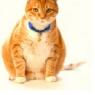 Glenvale Veterinary Clinic - Pic 10