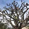 BSK Tree Services Pty Ltd - Pic 2