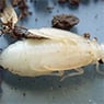 Systems Pest Management Pty Ltd - Pic 5