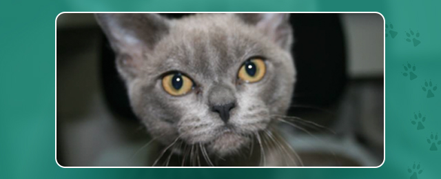 Maroondah Veterinary Clinic - Promotion 2