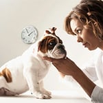 Wetherill Park Veterinary Surgeons - Pic 4