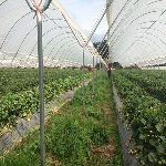 All Weed Solutions - Pic 3