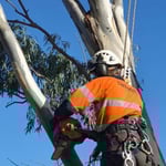 Nelson's Tree Services - Pic 7