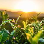 Stephenson Environmental Management Australia - Pic 7