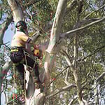 Nelson's Tree Services - Pic 10