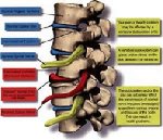 Peel Peninsula Chiropractic - Pic 6