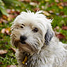 Maroondah Veterinary Clinic - Pic 4