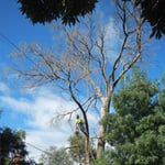 Woodstock Tree & Stump Removal - Pic 10