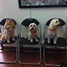 New York Dog Wash - Pic 5