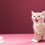 Port Augusta Veterinary Services - Pic 7