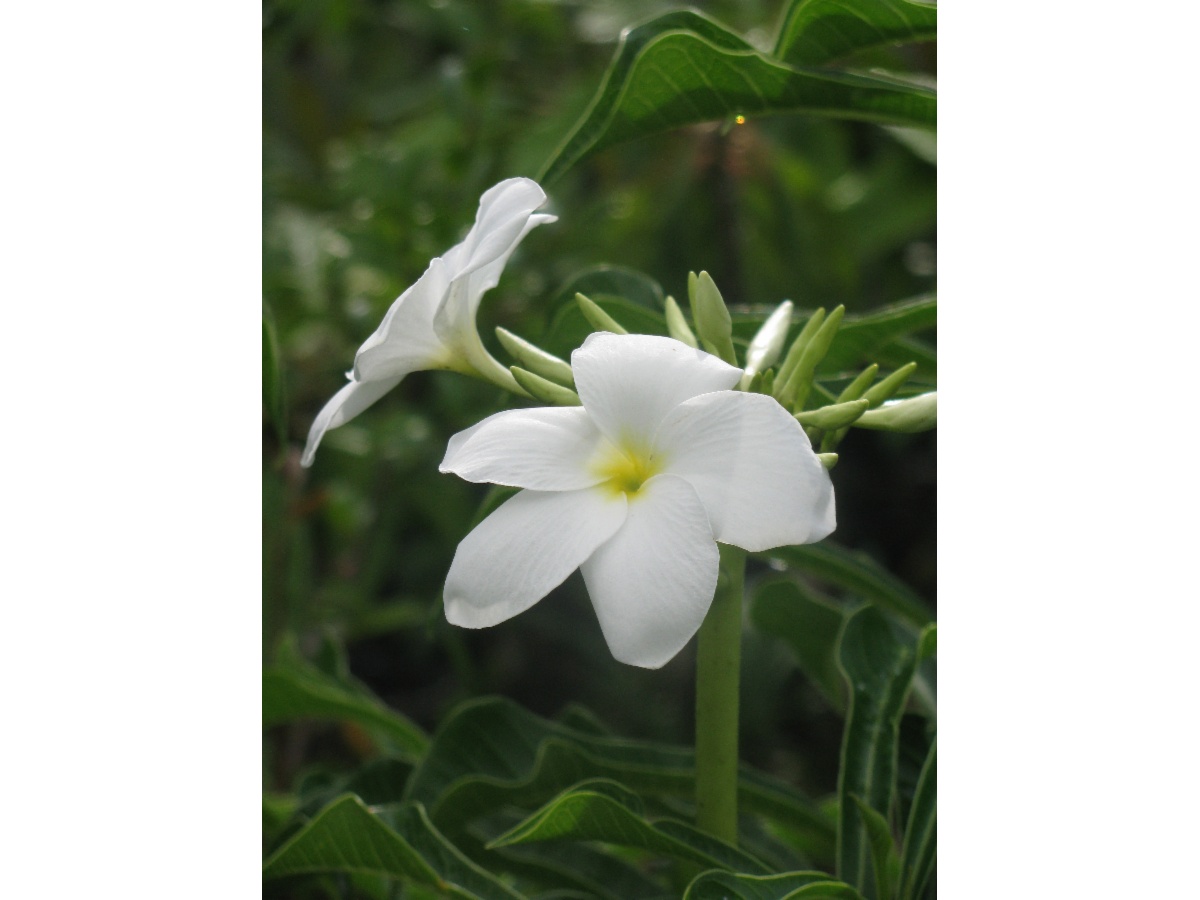 Kingscliff Nursery Garden Nurseries 438 Cudgen Rd Cudgen