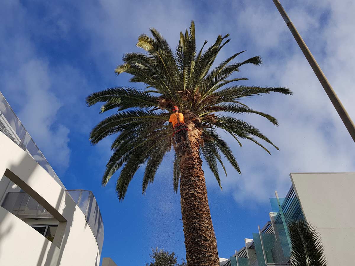 Trees 'R' Us Tree & Stump Removal Services Hobart