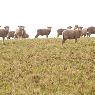 Agripath Pty Ltd - Pic 2