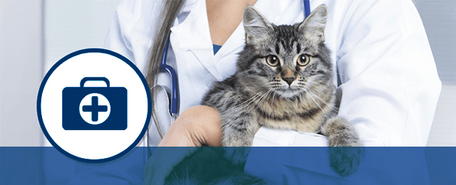 Wynnum Manly Vet Hospital - Promotion 2