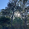 Dynamic Tree Works - Pic 2