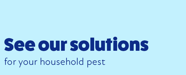 orange pest control