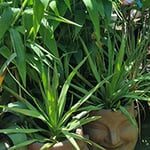 Valley Garden Centre - Pic 1
