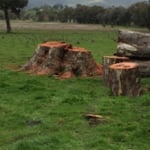 Curtis Tree Lopping Specialists - Pic 6