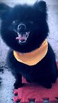 Camden Dog Grooming Centre - Pic 1