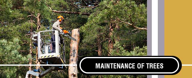 Specialised Tree Services - Promotion 3