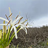 Bowden Funerals Pty Ltd - Pic 4