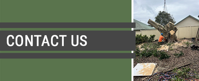 Central Coast Tree Removal - Promotion 1