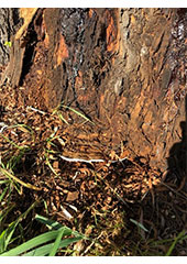 Fungal Disease